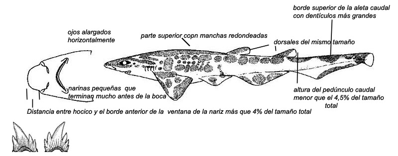 Galeus melastomus _02.jpg